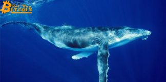 “Cá voi” Ethereum chuyển hàng triệu USD lên Bitfinex