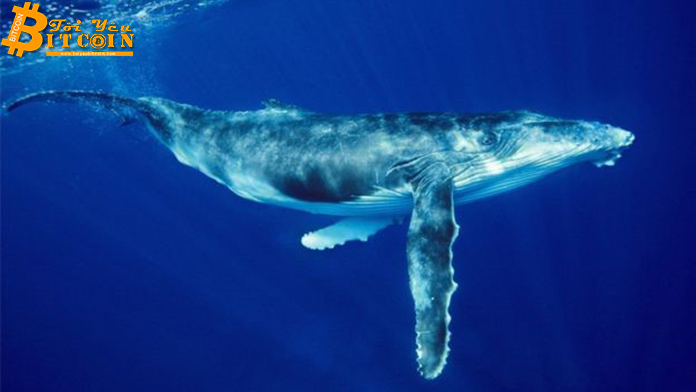 “Cá voi” Ethereum chuyển hàng triệu USD lên Bitfinex