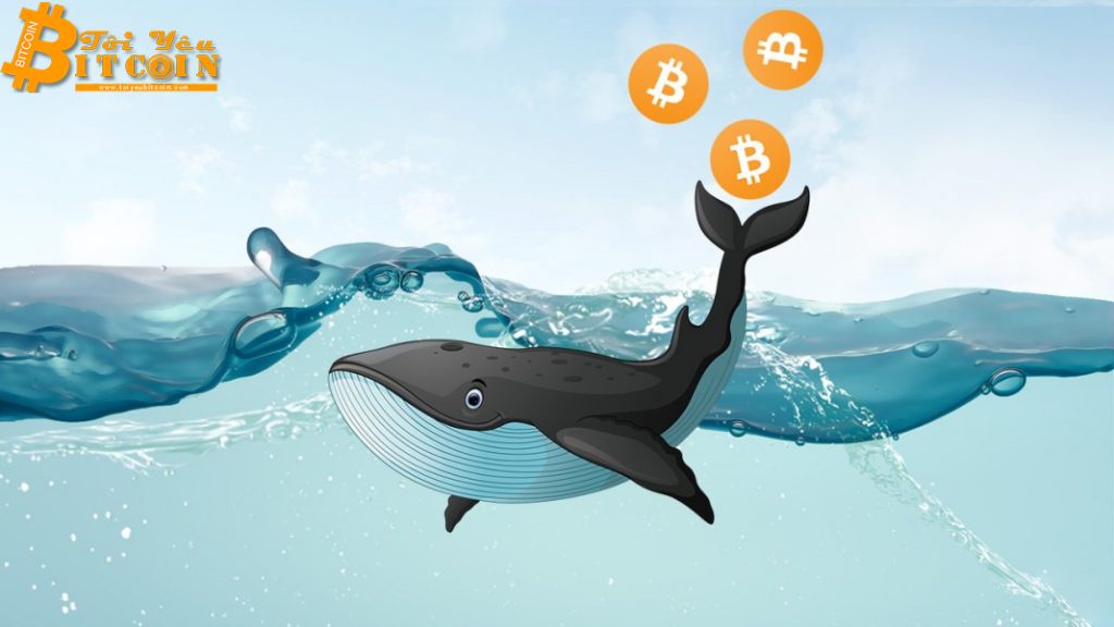 55% lượng Bitcoin trên thế giới đang nằm trong tay các cá voi