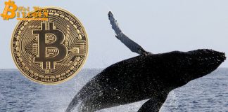 Cá voi Bitcoin thức giấc