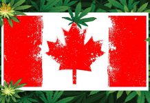 Canada vừa hợp pháp hóa cần sa, các doanh nghiệp Blockchain đã nhảy vào bành trướng