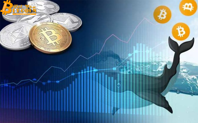 Cá voi Bitcoin xuất hiện, chuyển đi 148 triệu đô giá trị BTC chưa rõ nguyên do