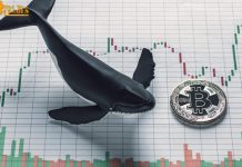 Cá voi Bitcoin động mạnh: 200 triệu USD BTC luân chuyển trong tuần