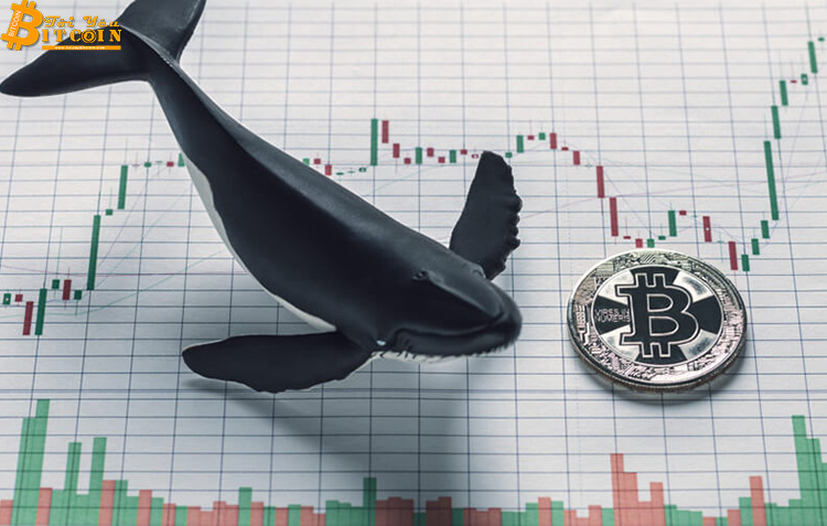 Cá voi Bitcoin động mạnh: 200 triệu USD BTC luân chuyển trong tuần