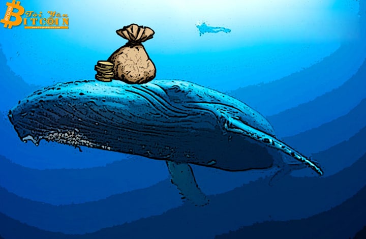 Giá BTC tăng hơn 8.800 USD, cá voi Bitcoin đang thao túng thị trường?