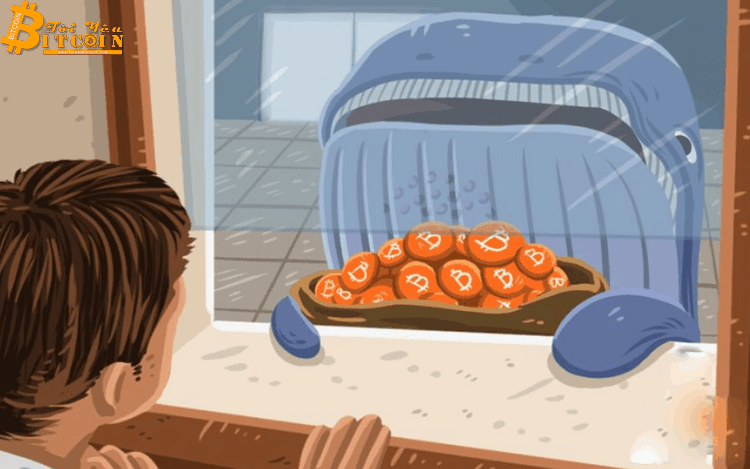 Cá voi Coinbase đã mua vào Bitcoin khi giá BTC dump hơn 1.500 USD