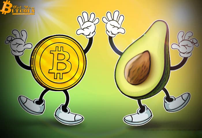 Nhà phân tích giải thích mối liên kết giữa giá Bitcoin và bơ