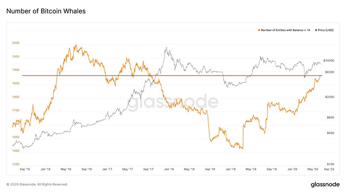 Số lượng cá voi Bitcoin. Nguồn: Glassnode