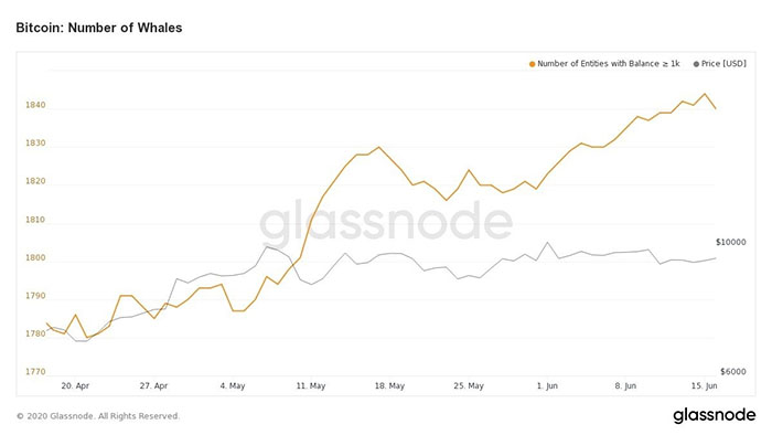 Biểu đồ số lượng cá voi Bitcoin hai tháng qua. Nguồn: Glassnode