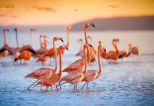 1,6 tỷ đô được khóa trong Flamingo của NEO sau khi ra mắt