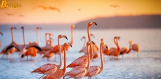 1,6 tỷ đô được khóa trong Flamingo của NEO sau khi ra mắt
