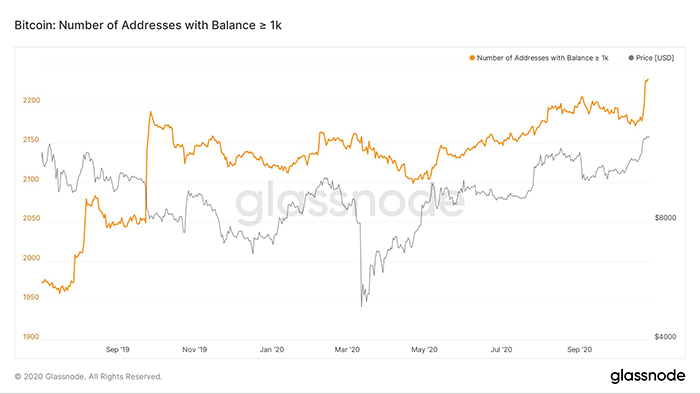Số lượng cá voi Bitcoin hodl trên 1.000 BTC. Nguồn: Glassnode