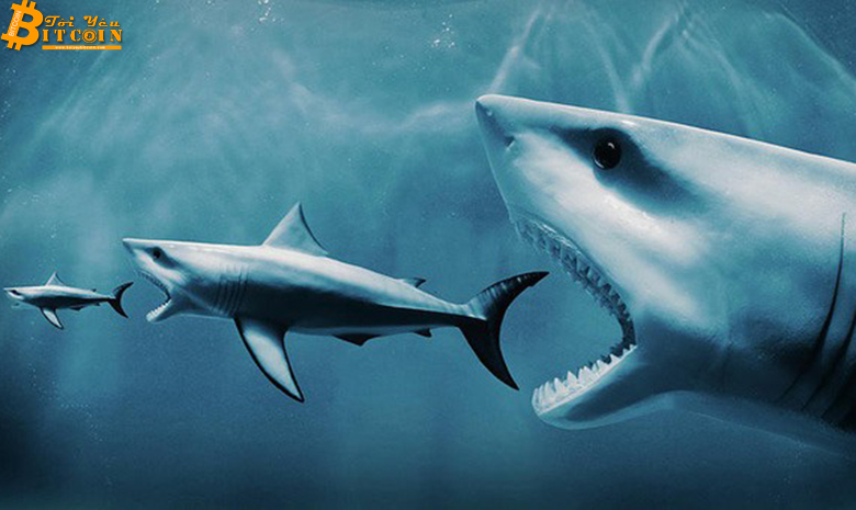 Bitcoin là 'trò cá mập lùa cá con'