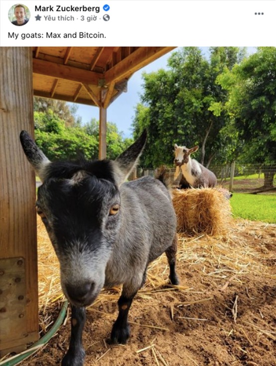 Hai con dê tên Max và Bitcoin được Mark Zuckerberg đăng trên trang cá nhân.