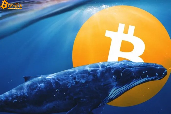 Ai là chủ ví 'cá voi' lớn thứ ba thị trường Bitcoin?